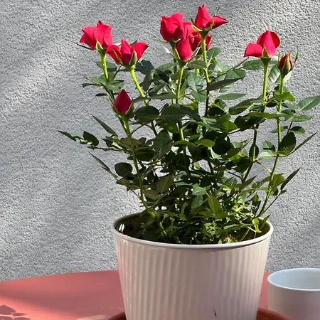 La Dimora Di Augusto 4*